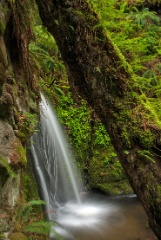 Grove of Life Waterfall.jpg